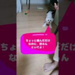 「嚙んじゃダメでしょ！💛」マルチーズ子犬＃シニア＃マルチーズ＃子犬＃しつけ＃かわいい #ふせ＃赤ちゃん＃遊ぶ＃吠える＃お迎え＃トリミング＃カット＃ペット＃癒し＃性格＃噛む＃散歩
