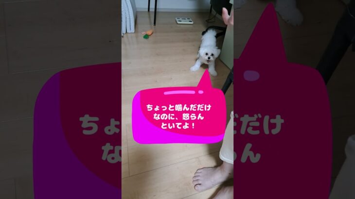 「嚙んじゃダメでしょ！💛」マルチーズ子犬＃シニア＃マルチーズ＃子犬＃しつけ＃かわいい #ふせ＃赤ちゃん＃遊ぶ＃吠える＃お迎え＃トリミング＃カット＃ペット＃癒し＃性格＃噛む＃散歩