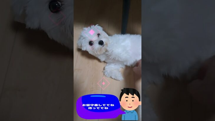 「マジで家出するじょー」💛マルチーズ子犬＃シニア＃マルチーズ＃子犬＃しつけ＃かわいい #ふせ＃赤ちゃん＃吠える＃トリミング＃カット＃ペット＃癒し＃遊ぶ＃お迎え＃性格