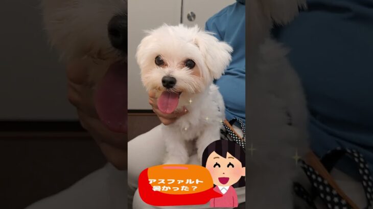 「ここはどこ？」💛マルチーズ子犬＃シニア＃マルチーズ＃子犬＃しつけ＃かわいい #ふせ＃赤ちゃん＃ペット＃癒し＃トリミング＃カット＃遊ぶ＃お迎え＃吠える＃性格＃散歩＃ももちゃんねる