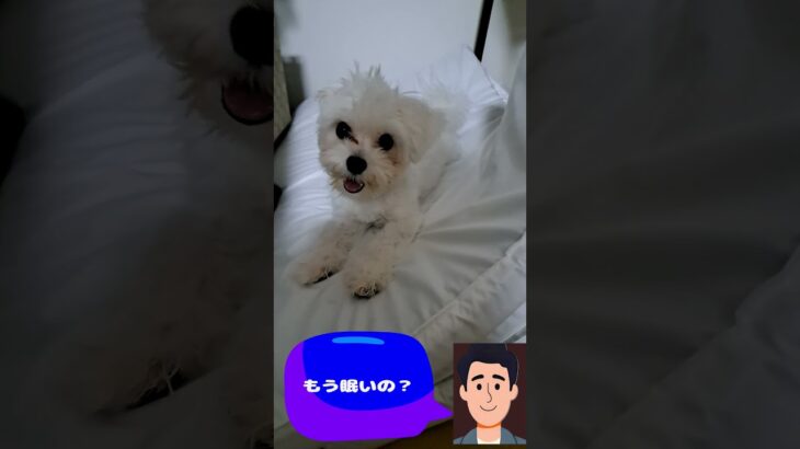 「早く寝に行こうよ💛」マルチーズ子犬＃マルチーズ＃子犬＃シニア＃しつけ #ふせ＃赤ちゃん＃可愛い＃お迎え＃性格＃ペット＃癒し＃吠える＃トリミング＃リスト #犬のいる生活＃遊ぶ＃かわいい＃寝る#散歩