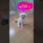 「パパの嘘つき」怒る子犬💛＃マルチーズ＃子犬＃かわいい＃シニア #ふせ＃赤ちゃん＃お迎え＃遊ぶ＃しつけ＃トリミング＃カット＃性格＃ペット＃癒し＃嘘＃怒る