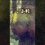 ジムニー北茨城ひとり旅　真っ赤な花園神社〜花園林道  #神秘 #神社#ドライブ#シニア