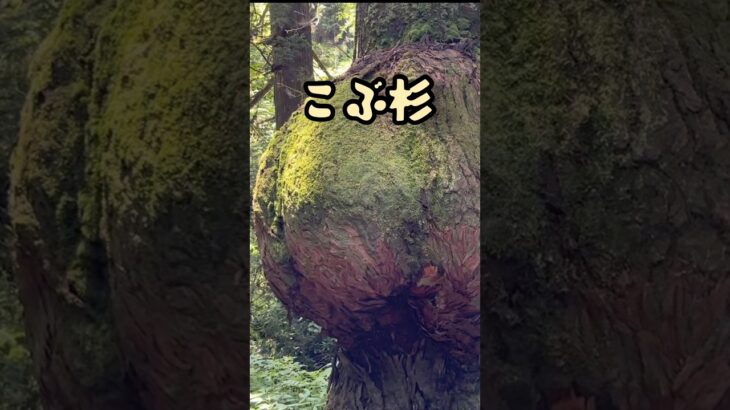 ジムニー北茨城ひとり旅　真っ赤な花園神社〜花園林道  #神秘 #神社#ドライブ#シニア