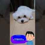 「寝る前に遊んでね💛」子犬＃マルチーズ＃子犬＃シニア＃かわいい＃しつけ＃遊ぶ #ふせ＃赤ちゃん＃吠える＃トリミング＃カット＃ペット＃癒し＃ももちゃんねる＃性格＃散歩