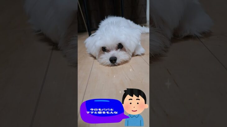 「寝る前に遊んでね💛」子犬＃マルチーズ＃子犬＃シニア＃かわいい＃しつけ＃遊ぶ #ふせ＃赤ちゃん＃吠える＃トリミング＃カット＃ペット＃癒し＃ももちゃんねる＃性格＃散歩