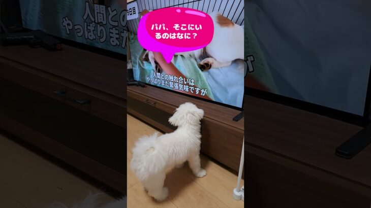 「テレビのワンコに吠える子犬💛」＃マルチーズ＃子犬＃シニア＃テレビ＃しつけ＃吠える #ふせ＃赤ちゃん＃かわいい＃吠える＃テレビ＃犬＃トリミング＃カット＃ペット＃癒し＃ももちゃんねる＃遊ぶ＃ワンコ