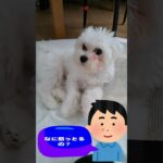 「もも、なに怒ってるの？」💛子犬＃マルチーズ＃子犬＃シニア＃かわいい＃しつけ #ふせ＃赤ちゃん＃トリミング＃カット＃犬＃ペット＃癒し＃吠える＃噛む＃お迎え＃遊ぶ＃おやつ＃ご飯