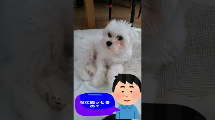 「もも、なに怒ってるの？」💛子犬＃マルチーズ＃子犬＃シニア＃かわいい＃しつけ #ふせ＃赤ちゃん＃トリミング＃カット＃犬＃ペット＃癒し＃吠える＃噛む＃お迎え＃遊ぶ＃おやつ＃ご飯