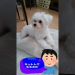 「絶対トリミングで可愛くしてね💛」子犬＃マルチーズ＃子犬＃シニア＃しつけ＃かわいい #ふせ＃赤ちゃん＃吠える＃トリミング＃カット＃犬＃癒し＃ペット＃遊ぶ＃可愛い＃ももちゃんねる＃お迎え＃性格