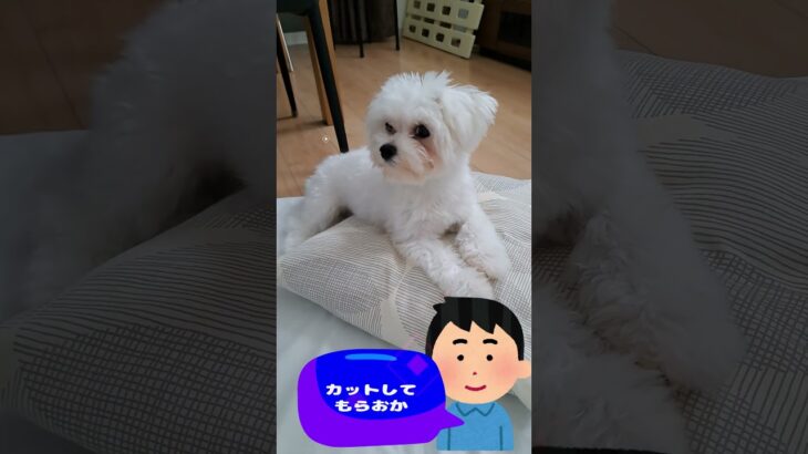 「絶対トリミングで可愛くしてね💛」子犬＃マルチーズ＃子犬＃シニア＃しつけ＃かわいい #ふせ＃赤ちゃん＃吠える＃トリミング＃カット＃犬＃癒し＃ペット＃遊ぶ＃可愛い＃ももちゃんねる＃お迎え＃性格