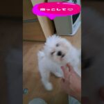 「ただいま、喜ぶ子犬💛」マルチーズ＃マルチーズ＃子犬＃シニア＃かわいい＃しつけ #ふせ＃赤ちゃん＃遊ぶ＃ただいま＃ももちゃんねる＃お迎え＃吠える＃ペット＃癒し＃性格＃トリミング＃カット＃帰る＃犬