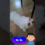 「おやつくだしゃい💛」マルチーズ子犬＃マルチーズ＃子犬＃シニア＃おやつ＃しつけ＃かわいい #ふせ＃赤ちゃん＃吠える＃トリミング＃カット＃性格＃遊ぶ＃ももちゃんねる＃お迎え＃癒し＃犬＃散歩