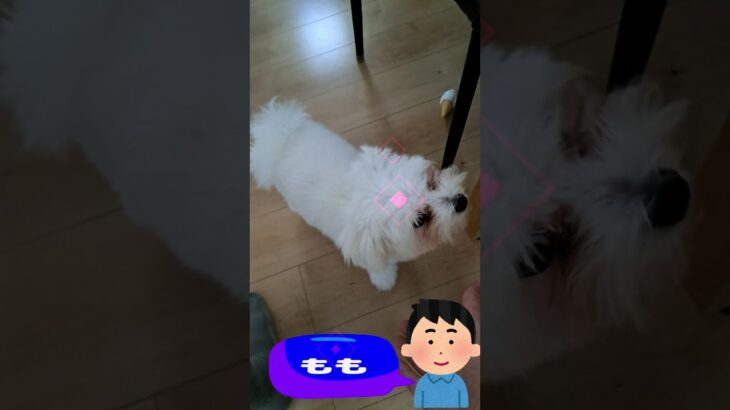 「おやつくだしゃい💛」マルチーズ子犬＃マルチーズ＃子犬＃シニア＃おやつ＃しつけ＃かわいい #ふせ＃赤ちゃん＃吠える＃トリミング＃カット＃性格＃遊ぶ＃ももちゃんねる＃お迎え＃癒し＃犬＃散歩