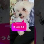 「もも💛心配やで💛パパ大丈夫？」マルチーズ子犬＃マルチーズ＃シニア＃子犬＃しつけ＃病院 #ふせ#かわいい ＃お迎え＃トリミング＃性格＃吠える＃遊ぶ＃ペット＃癒し＃赤ちゃん #犬のいる生活＃カット