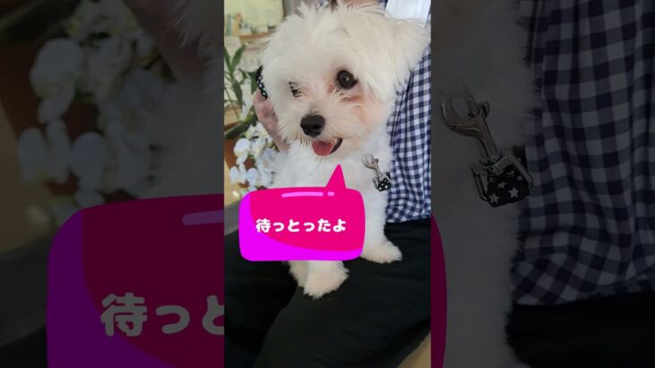 「もも💛心配やで💛パパ大丈夫？」マルチーズ子犬＃マルチーズ＃シニア＃子犬＃しつけ＃病院 #ふせ#かわいい ＃お迎え＃トリミング＃性格＃吠える＃遊ぶ＃ペット＃癒し＃赤ちゃん #犬のいる生活＃カット