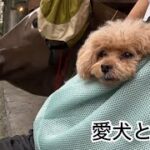 今回はノープラン！中年夫婦とシニア犬の旅行　トイプードル／シニア犬