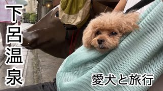 今回はノープラン！中年夫婦とシニア犬の旅行　トイプードル／シニア犬
