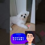 「早く散歩に行こに💛」マルチーズ子犬＃シニア＃マルチーズ＃子犬＃しつけ #ふせ#赤ちゃん ＃遊ぶ＃お迎え＃吠える＃かわいい＃トリミング＃カット＃性格＃ペット＃散歩 #癒し