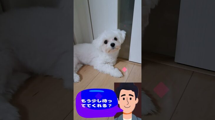 「早く散歩に行こに💛」マルチーズ子犬＃シニア＃マルチーズ＃子犬＃しつけ #ふせ#赤ちゃん ＃遊ぶ＃お迎え＃吠える＃かわいい＃トリミング＃カット＃性格＃ペット＃散歩 #癒し
