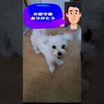 「抱っこしてくだちゃい💛」マルチーズ子犬＃シニア＃マルチーズ＃子犬 #ふせ＃赤ちゃん＃しつけ＃かわいい＃性格＃吠える＃トリミング＃散歩＃お迎え＃遊ぶ＃ペット＃癒し＃カット