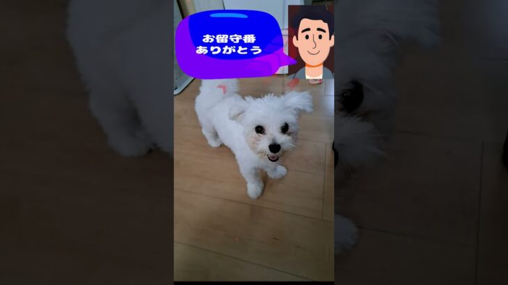 「抱っこしてくだちゃい💛」マルチーズ子犬＃シニア＃マルチーズ＃子犬 #ふせ＃赤ちゃん＃しつけ＃かわいい＃性格＃吠える＃トリミング＃散歩＃お迎え＃遊ぶ＃ペット＃癒し＃カット