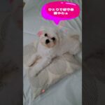 「いい子にしとるからおやつ頂戴💛」マルチーズ子犬＃シニア＃マルチーズ＃子犬 #ふせ＃しつけ＃かわいい＃お迎え＃吠える＃トリミング＃ペット＃癒し＃おやつ #犬のいる生活＃カット＃遊ぶ＃性格＃赤ちゃん