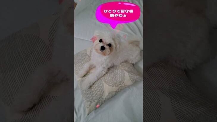 「いい子にしとるからおやつ頂戴💛」マルチーズ子犬＃シニア＃マルチーズ＃子犬 #ふせ＃しつけ＃かわいい＃お迎え＃吠える＃トリミング＃ペット＃癒し＃おやつ #犬のいる生活＃カット＃遊ぶ＃性格＃赤ちゃん