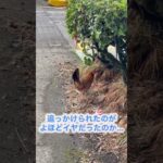 アラカン夫婦のハワイ旅-10  朝食後に鶏発見！　　　　　　　　　　　　　　　　　　　　#ハワイ #ハワイ島 #にわとり