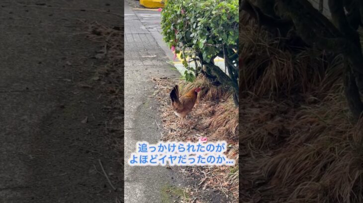 アラカン夫婦のハワイ旅-10  朝食後に鶏発見！　　　　　　　　　　　　　　　　　　　　#ハワイ #ハワイ島 #にわとり