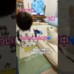 かわいい背中と背中#チワワ #シニア犬との暮らし #１７歳チワワ#孫#2歳
