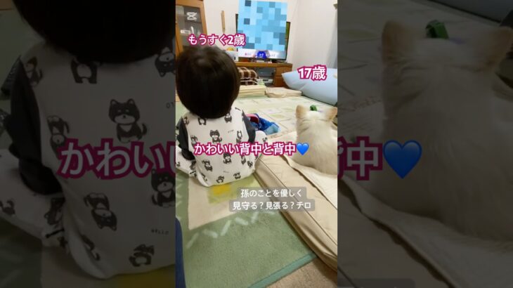 かわいい背中と背中#チワワ #シニア犬との暮らし #１７歳チワワ#孫#2歳