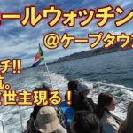 ホェールウォッチング＠ケープタウン近郊。アフリカ南部の旅22。シニアの一人旅。