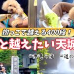30代、シニア犬のおすすめ旅。自然が好きな人に届けたい天城越え旅【静岡県伊豆旅】