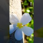 #ハワイ #シニア旅行 #3泊5日#ワイキキ