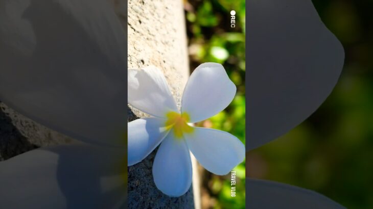 #ハワイ #シニア旅行 #3泊5日#ワイキキ