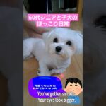 60代シニアとマルチーズ子犬のほっこり日常「The heartwarming daily life of a senior in their 60s and a Maltese puppy.」