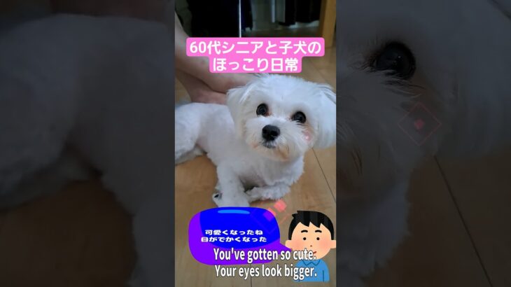 60代シニアとマルチーズ子犬のほっこり日常「The heartwarming daily life of a senior in their 60s and a Maltese puppy.」