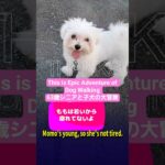 「🐶63歳シニアとマルチーズ子犬との大冒険」🐶63-Year-Old Senior’s Epic Adventure With Maltese Puppy