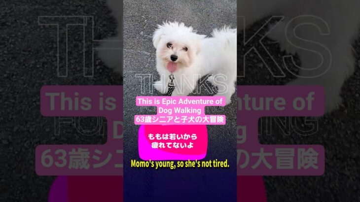 「🐶63歳シニアとマルチーズ子犬との大冒険」🐶63-Year-Old Senior’s Epic Adventure With Maltese Puppy