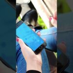 “iPhoneも注意！？2025年12月から始まる新ルール”スマホがもっと便利に、でも気をつけて！安全の常識が変わる #スマホ新法#セキュリティ#nikoshiba #シニアライフ #報道されない