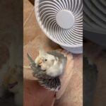 私がずっとスマホで、シニア生徒募集のチラシ作ってたら、ずっとわたしのスリッパの上で毛ずくろいして。めっちゃ可愛いです。