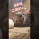 【１１歳🐰】ハンドブラッシング中のうさぎが完全に美容院のお客様状態で笑う🤣#うさぎ #うさぎのいる暮らし #うさぎのいる生活 #うさぎの日常 #ネザーランドドワーフ #かわいい #癒し #うさぎ好き