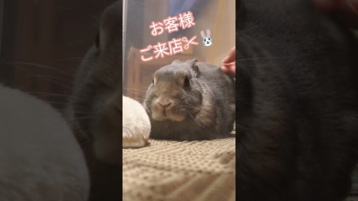 【１１歳🐰】ハンドブラッシング中のうさぎが完全に美容院のお客様状態で笑う🤣#うさぎ #うさぎのいる暮らし #うさぎのいる生活 #うさぎの日常 #ネザーランドドワーフ #かわいい #癒し #うさぎ好き