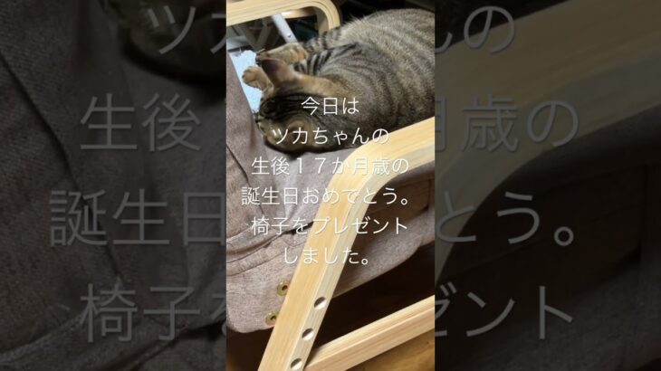 今日はツカちゃんの生後１７か月歳の誕生日です。ツカちゃんおめでとう。 #猫のいる暮らし  #保護猫 #かわいい #猫好きさんと繋がりたい #猫のいる生活 #猫のいる生活