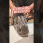 【１１歳🐰】シニアうさぎ、子供にモシャモシャ触られた結果…💞#うさぎ #うさぎのいる暮らし #うさぎのいる生活 #癒し #かわいい #ウサギ #うさぎ好き #ペットのいる暮らし