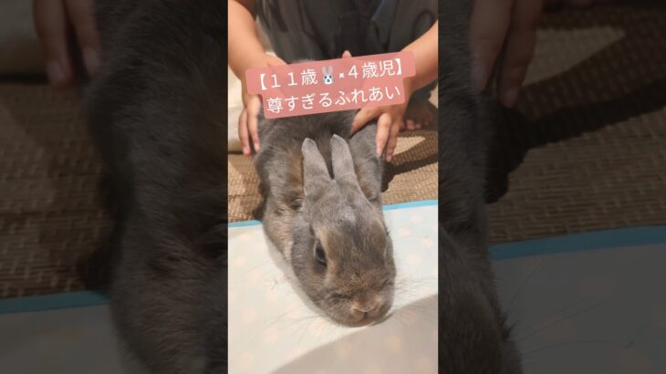 【１１歳🐰】シニアうさぎ、子供にモシャモシャ触られた結果…💞#うさぎ #うさぎのいる暮らし #うさぎのいる生活 #癒し #かわいい #ウサギ #うさぎ好き #ペットのいる暮らし