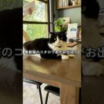 沖縄旅行vlog今帰仁村編！#沖縄旅行 #旅vlog #癒しの時間 @rocorocowakuwaku