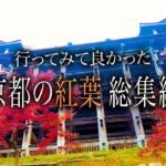 【シニアひとり旅】清水寺・東寺・嵐山のトロッコ列車と保津川下り🍁｜崖っぷちシニアのひとり旅(総集編)vol.44｜京都府