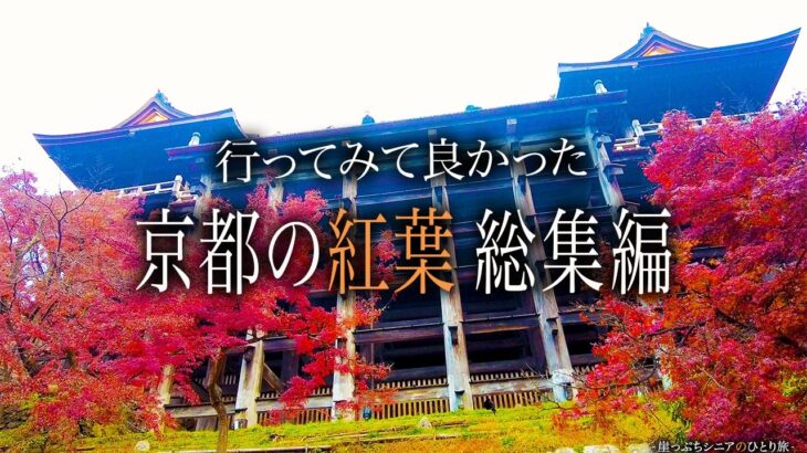 【シニアひとり旅】清水寺・東寺・嵐山のトロッコ列車と保津川下り🍁｜崖っぷちシニアのひとり旅(総集編)vol.44｜京都府